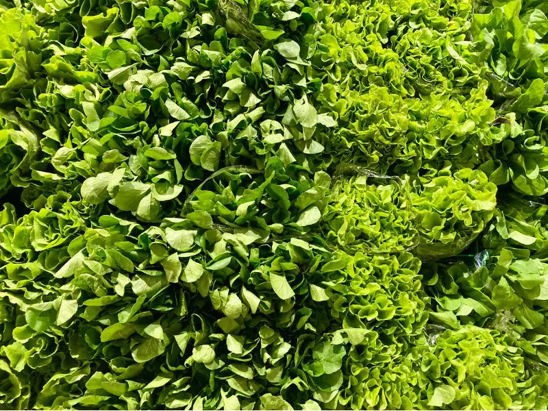 Espuma para hidroponía