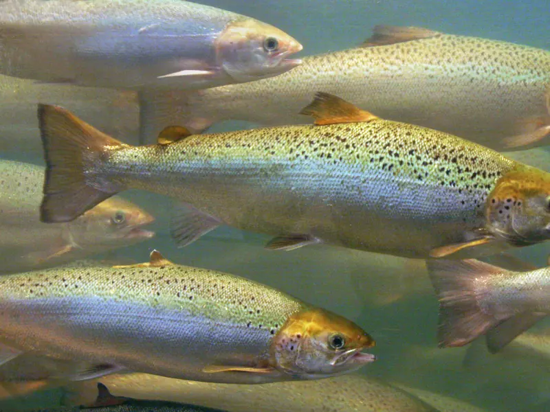 Espuma para protección de equipos